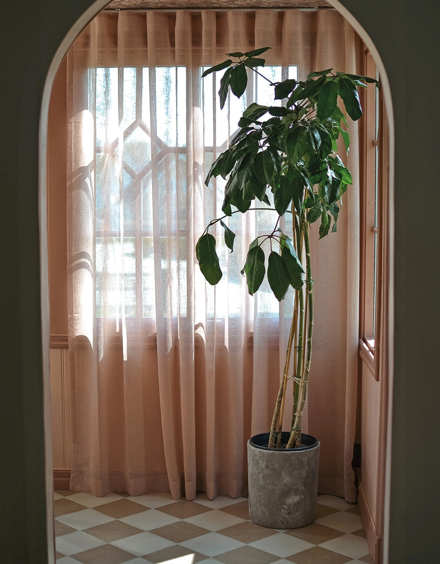 gardin-malva-dimrosa