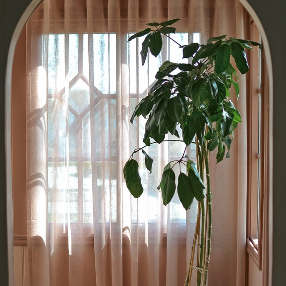 Dimrosa gardin bakom stor växt