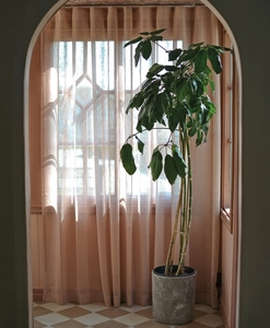 gardin-malva-dimrosa