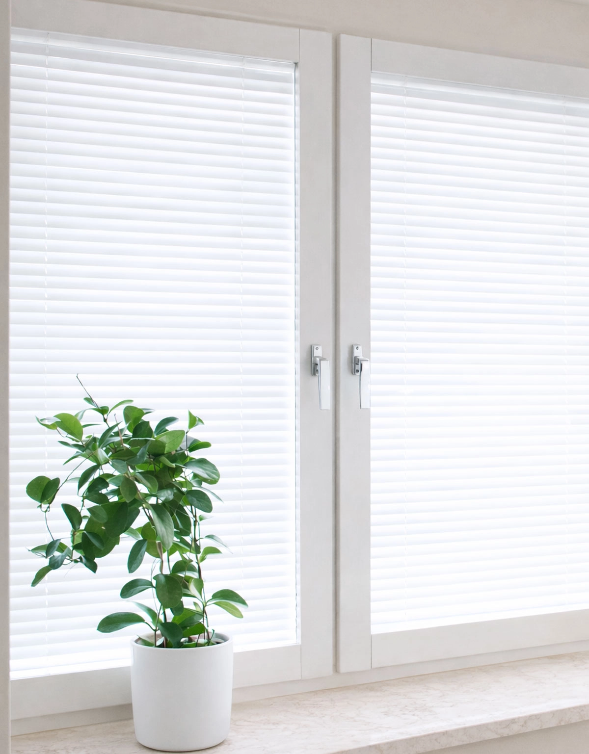 mellanglaspersienn-vit