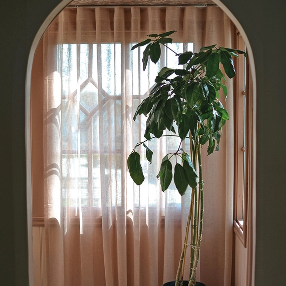 gardin-malva-dimrosa