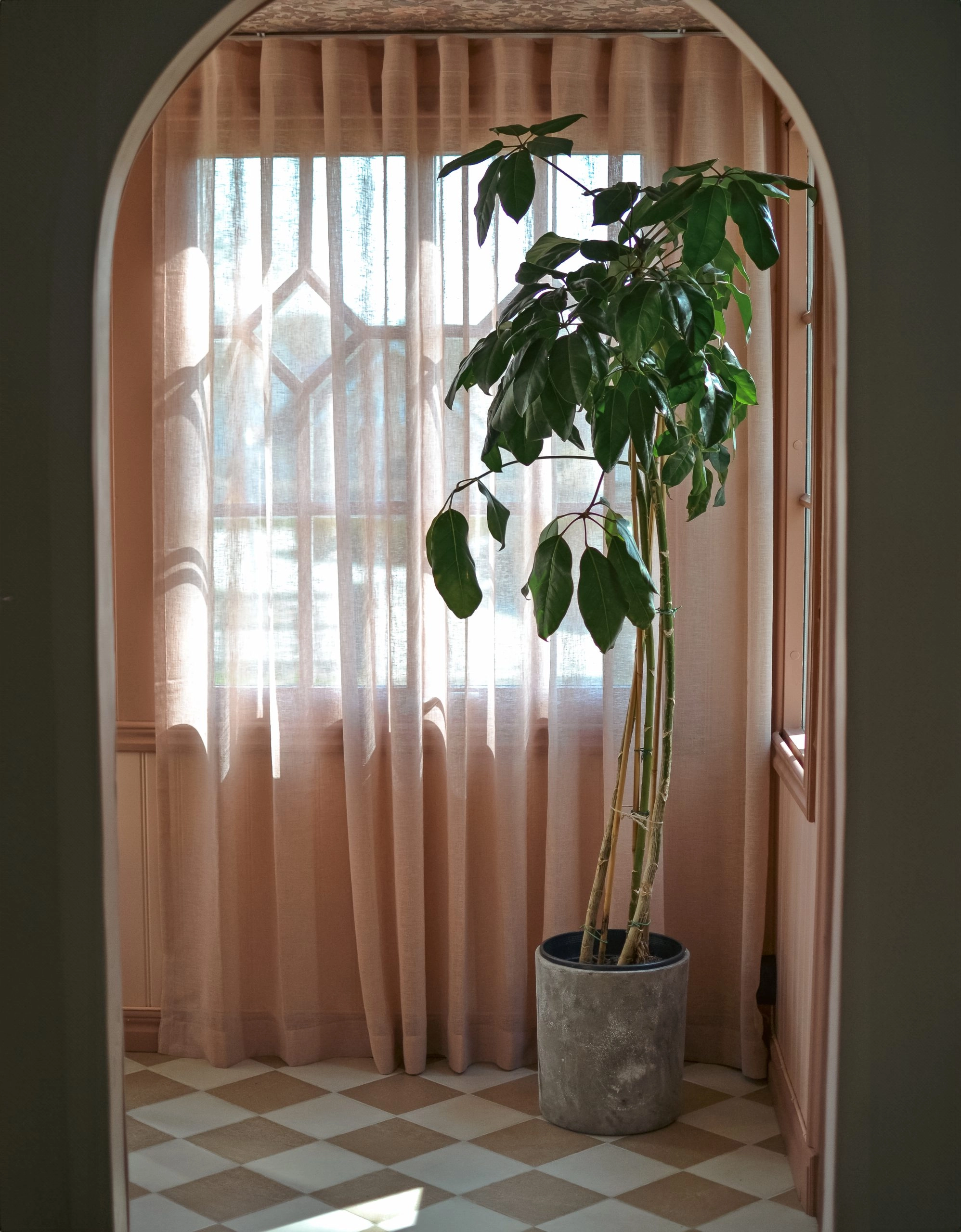 Gardin Malva i dimrosa