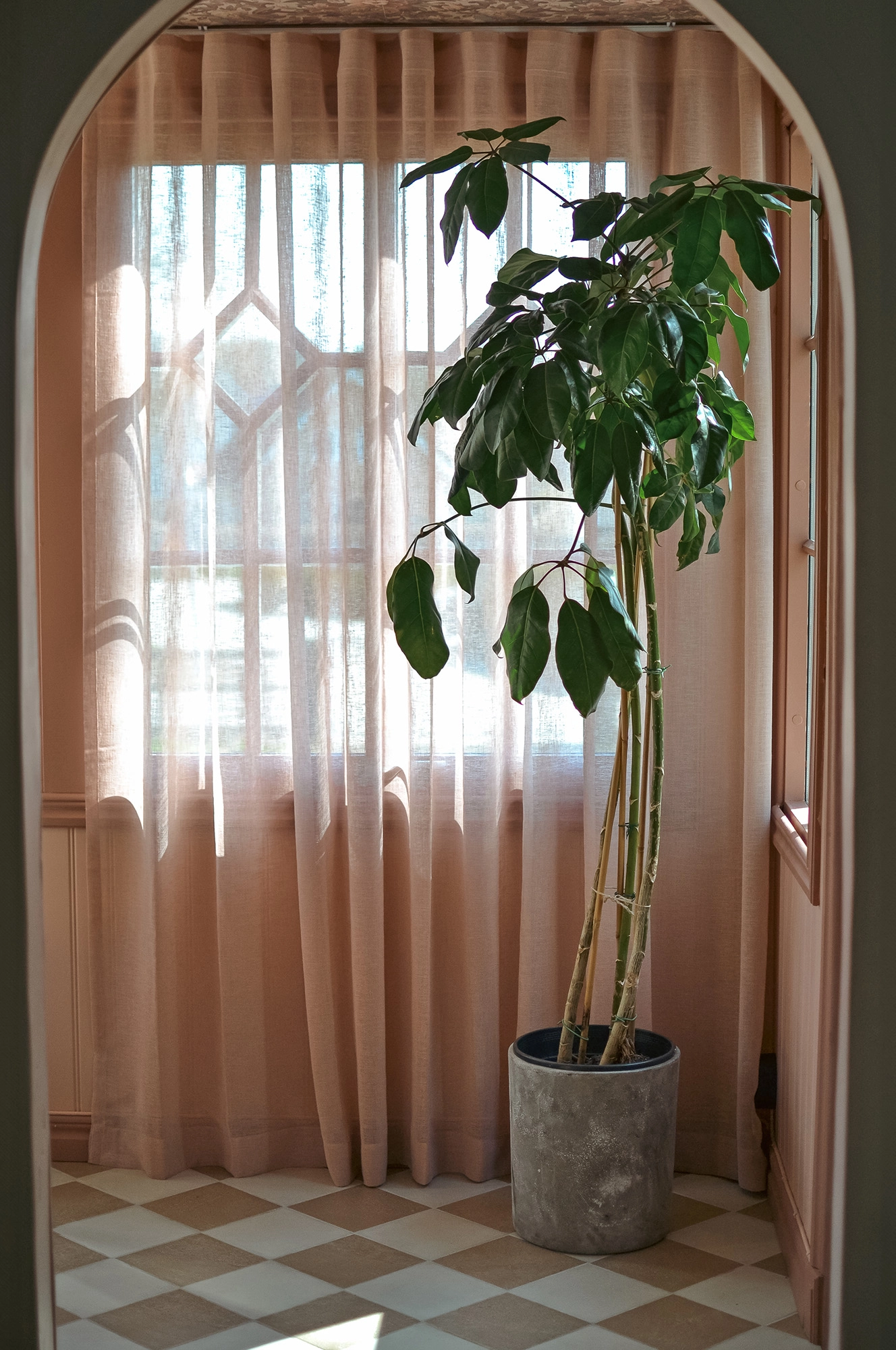 Dimrosa gardin bakom stor växt