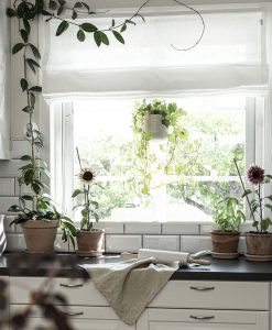 Hissgardin linne, Linnea, vit